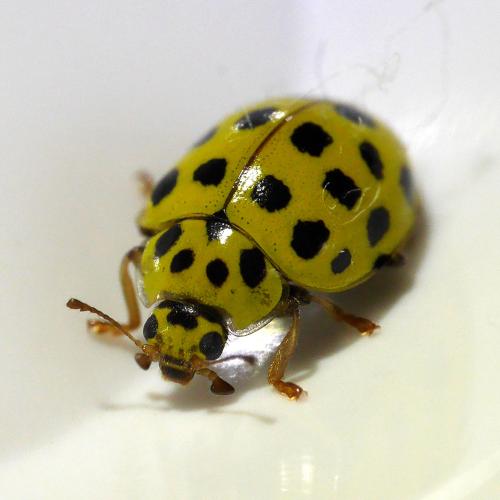 Réf. 327 293 : Psyllobora vigintiduopunctata